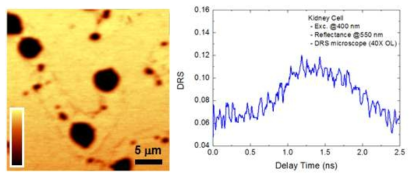 Kidney cell의 반사율 이미지 및 지연시간에 따른 DRS 신호 변화