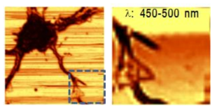백색광 공초점 현미경을 이용한 무표지 hippocampal neuron 이미징