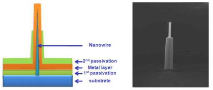 나노선 전극 모식도(좌)와 선단이 노출된 나노선 전극 고배율 SEM(우)