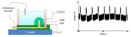 신경신호 측정 모식도(좌)와 나노와이어 전극이 연결된 소자의 GH3 세포 신호(우)