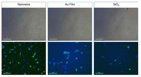 나노선 소자 및 평평한 Au Film 및 SiO2 기판 상에 배양된 PC-12 cell의 광학 및 형광 현미경 이미지