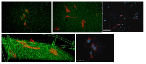 Two-photon 이미징 시스템을 통한 실시간 나노선 - 신경세포 하이브리드 이미지