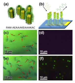 펩타이드를 통해 표면 변조된 나노선 소자의 형광 이미지