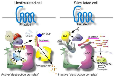 Wnt/β-catenin 신호전달체계