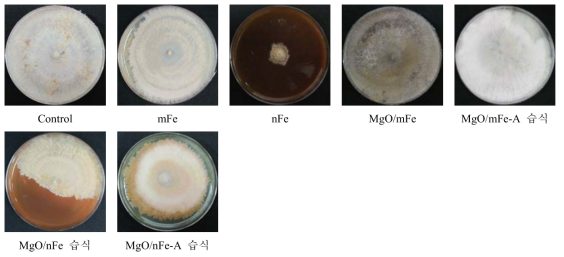 나노 영가철을 이용한 R. solani의 균사 생장 억제 효과
