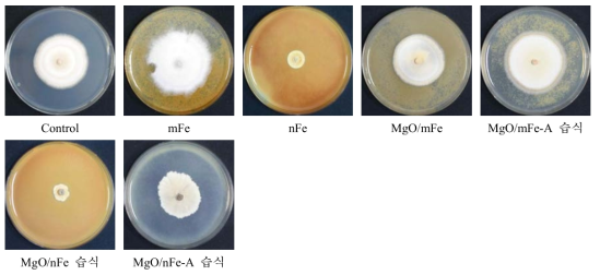 나노 영가철을 이용한 C. acutatum의 균사 생장 억제 효과