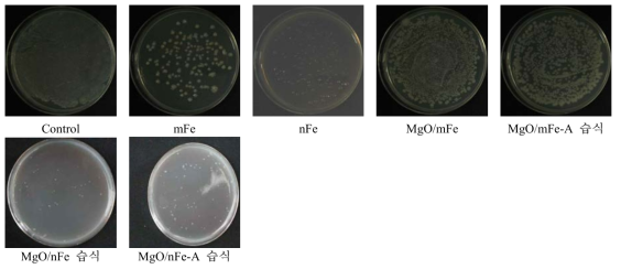 나노 영가철을 이용한 Ralstonia solanacearum의 항균 효과 검정