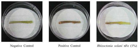 나노 영가철(nFe)을 이용한 Rhizoctonia solani의 병발생 억제 효과(토마토)