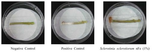 나노 영가철(nFe)을 이용한 Sclerotinia sclerotiorum의 병발생 억제 효과(토마토)