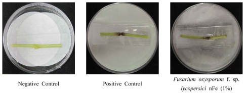 나노 영가철(nFe)을 이용한 Fusarium oxysporum f. sp. lycopersici의 병발생 억제 효과(토마토)
