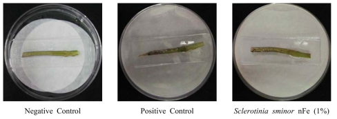 나노 영가철(nFe)을 이용한 Sclerotinia sminor의 병발생 억제 효과(토마토)