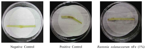 나노 영가철(nFe)을 이용한 Ralstonia solanacearum의 병발생 억제 효과(토마토)