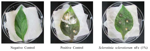 나노 영가철(nFe)을 이용한 Sclerotinia sclerotiorum의 병발생 억제 효과(파프리카)