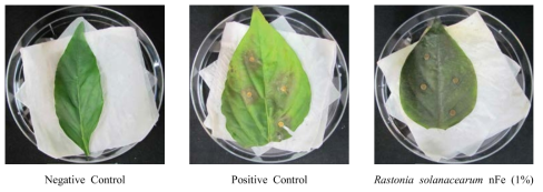 나노 영가철(nFe)을 이용한 Colletotrichum acutatum의 병발생 억제 효과(파프리카)