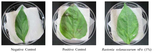 나노 영가철(nFe)을 이용한 Ralstonia solanacearum의 병발생 억제 효과(파프리카)