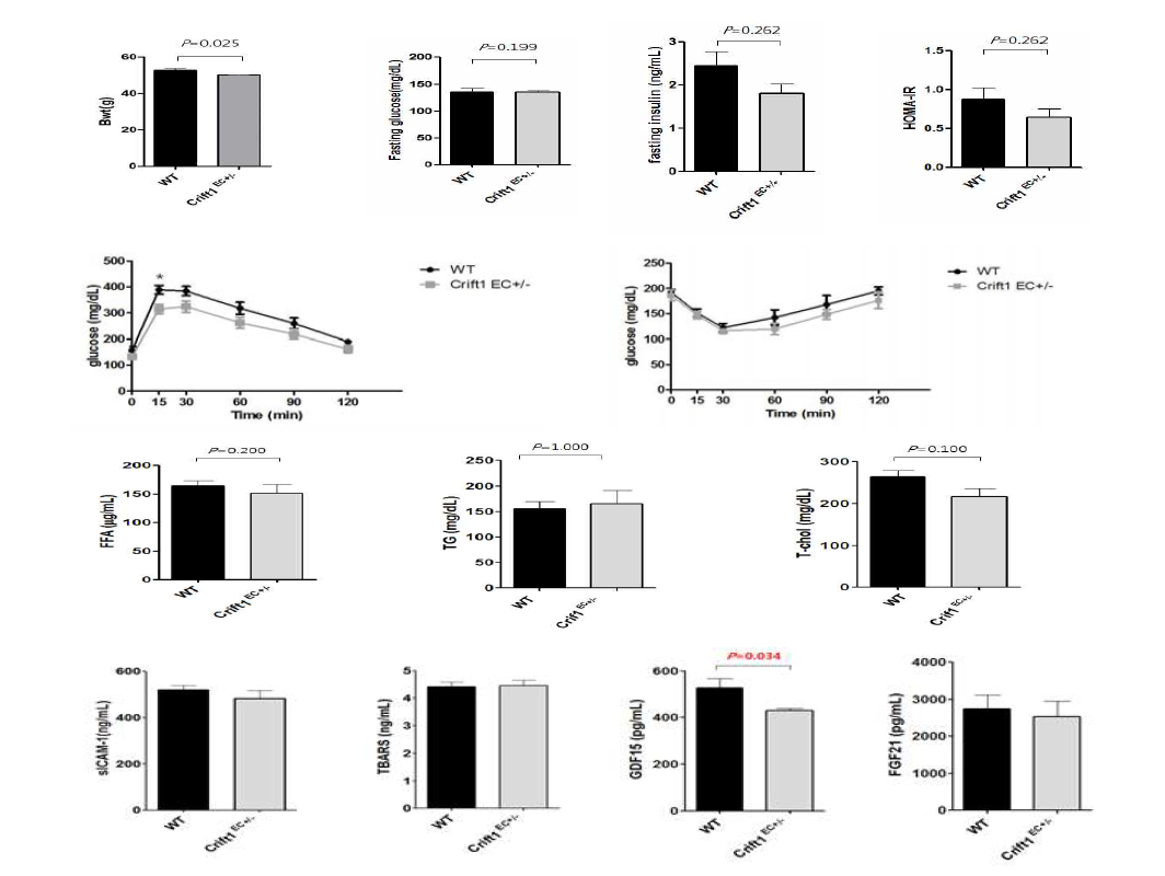 혈관내피세포 특이 CRIF1 유전자이상 마우스(Crif1 EC+/-)의 대사이상 확인