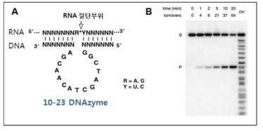 10-23 DNAzyme의 구조와 기질 RNA 절단 활성