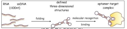 핵산 압타머의 기능
