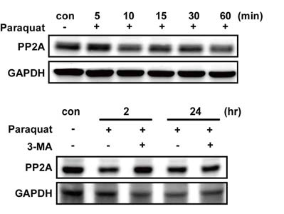 망막색소상피세포의 산화스트레 스와 시간에 따른 PP2A의 발현량 확인