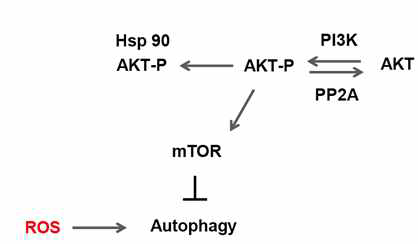 세포내에서의 Akt/mTOR 세포신 호전달 체계를 통한 자가포식작용 (Autophagy) 기전의 발현 조절