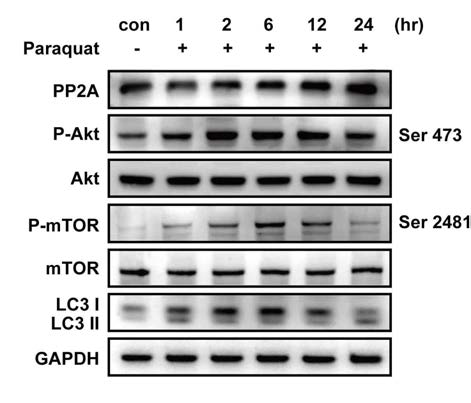 망막색소상피세포의 산 화스트레스에 따른 Akt/mTOR 신 호전달 체계와 autophagy 표적 단백질의 발현량 확인