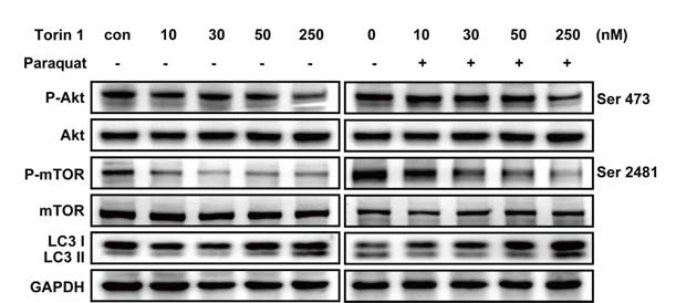 Torin1을 이용한 phospho=mTOR 발현 억제와 autophagy 증가 확인 (Western blot assay)