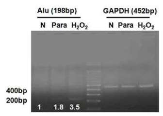 산화 스트레스 (paraquat, H2O2)에 의한 망막색소상피세포주의 Alu RNA 발현 증가 관찰