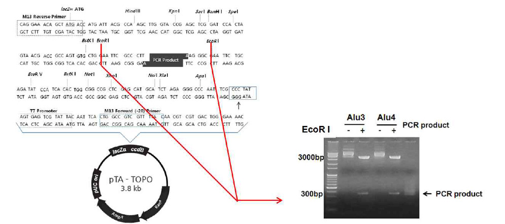 PCR을 이용한 Alu RNA 증폭 후, PCR 산물 DNA를 TA 클로닝하여 시퀀싱 진행