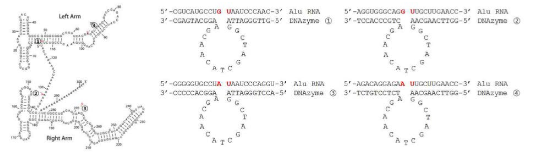 Alu RNA의 2차 구조 모식도와 이를 선택적으로 절단하는 DNAzyme 후보 서열 및 작용 위치