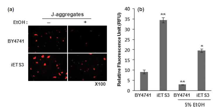 Fluorescence microscope(왼쪽)과 microplate reader(오른쪽)을 이용하여 에탄올에 의한 S. cerevisiae BY4741과 iETS3의 mitochondrial membrane potential 변화 분석 결과