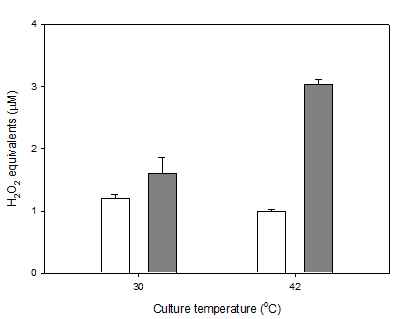 상온(30℃)과 고온(42℃)에서 S. cerevisiae BY4741 8시간 배양(흰색)과 24시간 배양(회색) 시, 세포 내 ROS 함량 변화 분석 결과