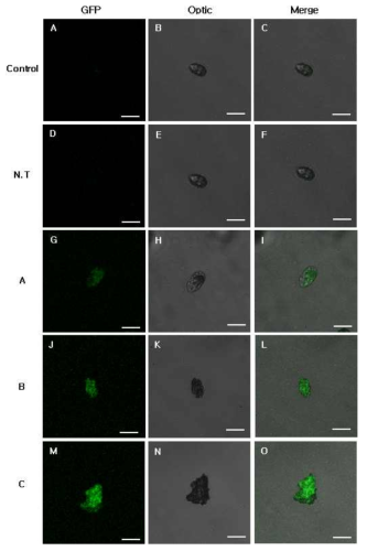 Analysis of HcRNAV34 VLP::GFP expression and localization for H. circularisquama.