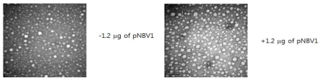 DNA가 CsNIV capsid protein 조립에 미치는 영향.