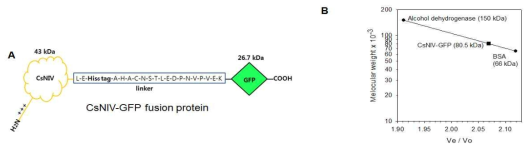 정제된 CsNIV-GFP 융합단백질의 분자량 측정과 oligomerization의 예측.