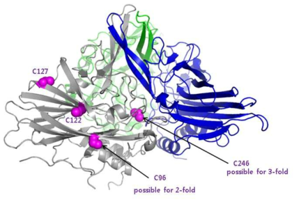 캡시드 단백질의 구조 분석.