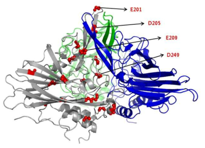 캡시드 단백질의 아미노산 배열 분석.