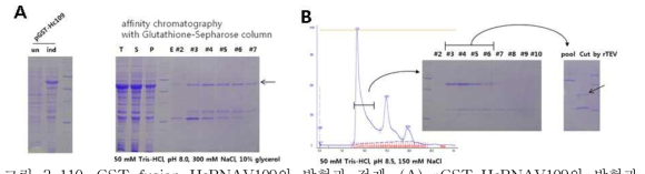GST fusion HcRNAV109의 발현과 정제.
