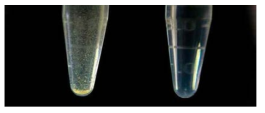 TD49 control 샘플 (왼쪽)과 TD49와 PAMAM 덴드리머가 혼합된 용액 샘 플 (오른쪽)의 사진 관찰 결과.