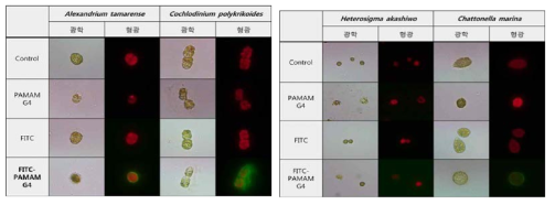 유해조류 4종에 PAMAM G4와 FITC-PAMAM G4 처리 후 광학현미경과 형광현미경 관찰 사진.