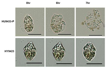 TD-encapsidated HcRNAV34 VLPs를 target host HU9433-P와 non-target hotst인 HY9423에 5 μM 처리 한 0hr, 6hr,7hr 후의 세포의 형태적 변화.