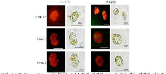 Encapsidating HcRNAV34 VLPS가 제거된 free-FITC물질을 처리한 세포와 FITC-encapsidated HcRNAV34 VLPs를 처리한 세포 (A)의 모습을 형광현 미경(Olympus BX50) 1000배율로 관찰한 결과.