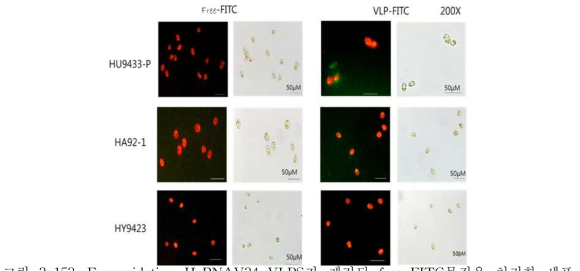 Encapsidating HcRNAV34 VLPS가 제거된 free-FITC물질을 처리한 세포 (A)와 FITC-encapsidated HcRNAV34 VLPs를 처리한 세포(B)의 비교
