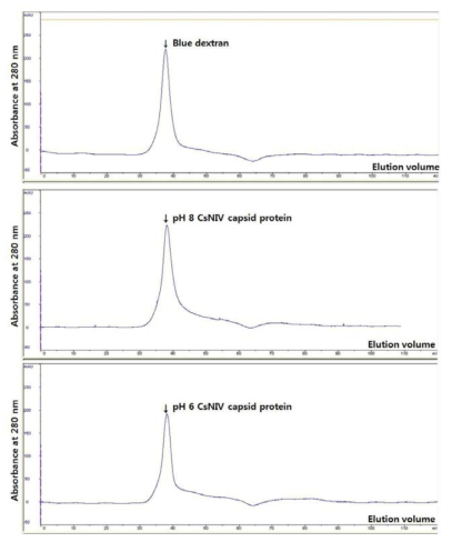 pH 8과 pH 6 조건에서의 CsNIV 캡시드 단백질의 gel filtration profile.