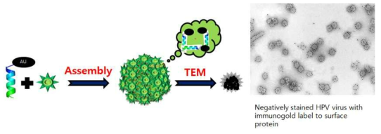 펩타이드에 나노gold를 부착하여 캡시드에 탑재하여 전자 현미경을 이용한 증명이론