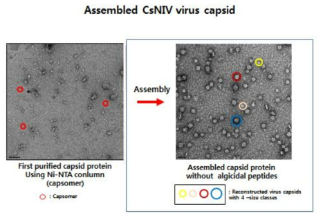 캡시드 protein의 assembly를 전자현미경으로 확인