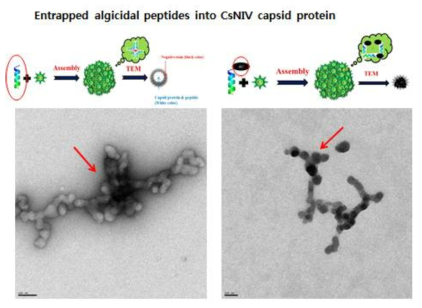 Gold-free 펩타이드와 gold-conjugated 펩타이드를 각각 캡시드에 탑재한 후 현미경 사진