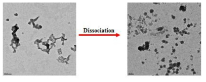 gold-conjugated 펩타이드를 캡시드에 탑재하고 해체한 현미경 사진.