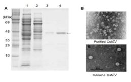 대장균에서 과발현시켜 정제된 His6-tagged CsNIV capsid protein의 TEM 사진.