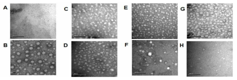 M urea로 변성시킨 CsNIV capsid protein의 순차적 투석법에서의 재조립 조건 확립.