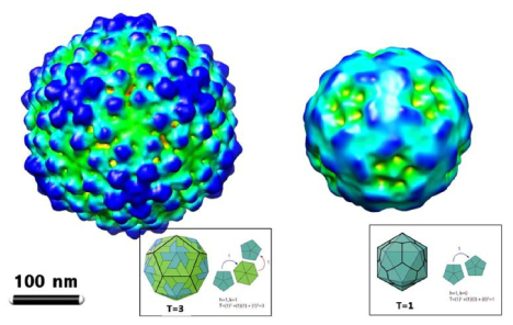 HcRNAV109 캡시드의 T=3 icosahdral 입자의 3차원 모델 (좌) 및 HcRNAV34 캡시드의 T=1 icosahedral 입자의 3차원 모델 (우)